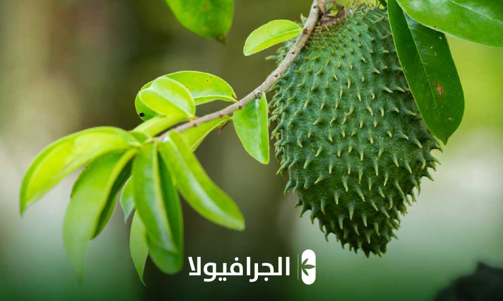 الجرافيولا ذات القيم الغذائية المرتفعة 