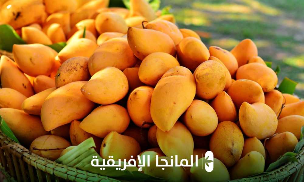 المانغا الافريقية 