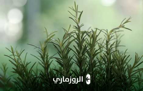 الروزميري